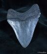 Sharp Inch Georgia Megalodon Tooth #1438-1